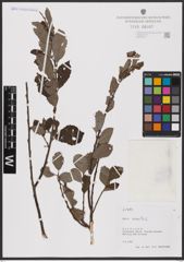 Foto von Salix aurita L.